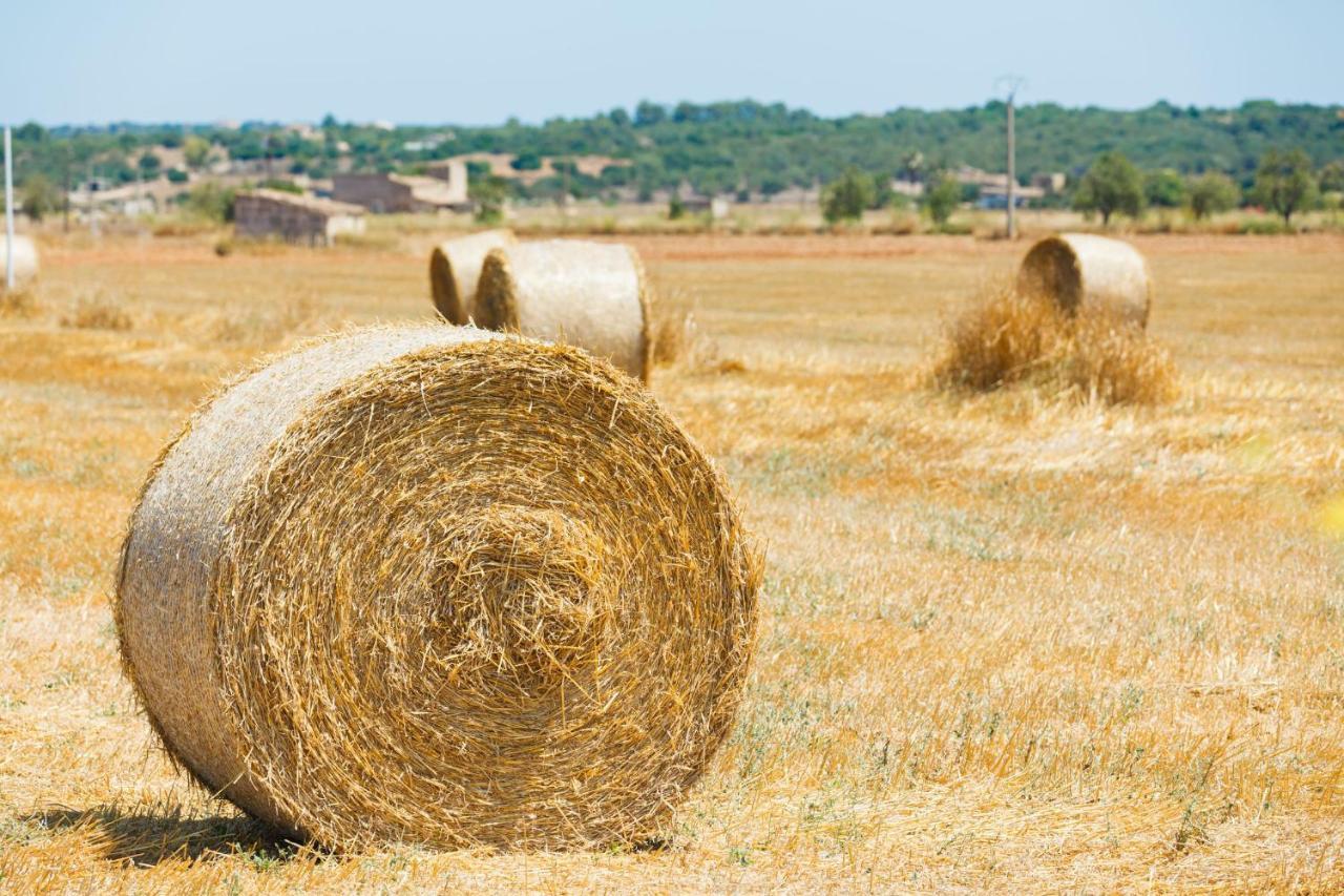 184 Finca Estret Etv3644 By Mallorca Charme Santa Margalida Exteriör bild