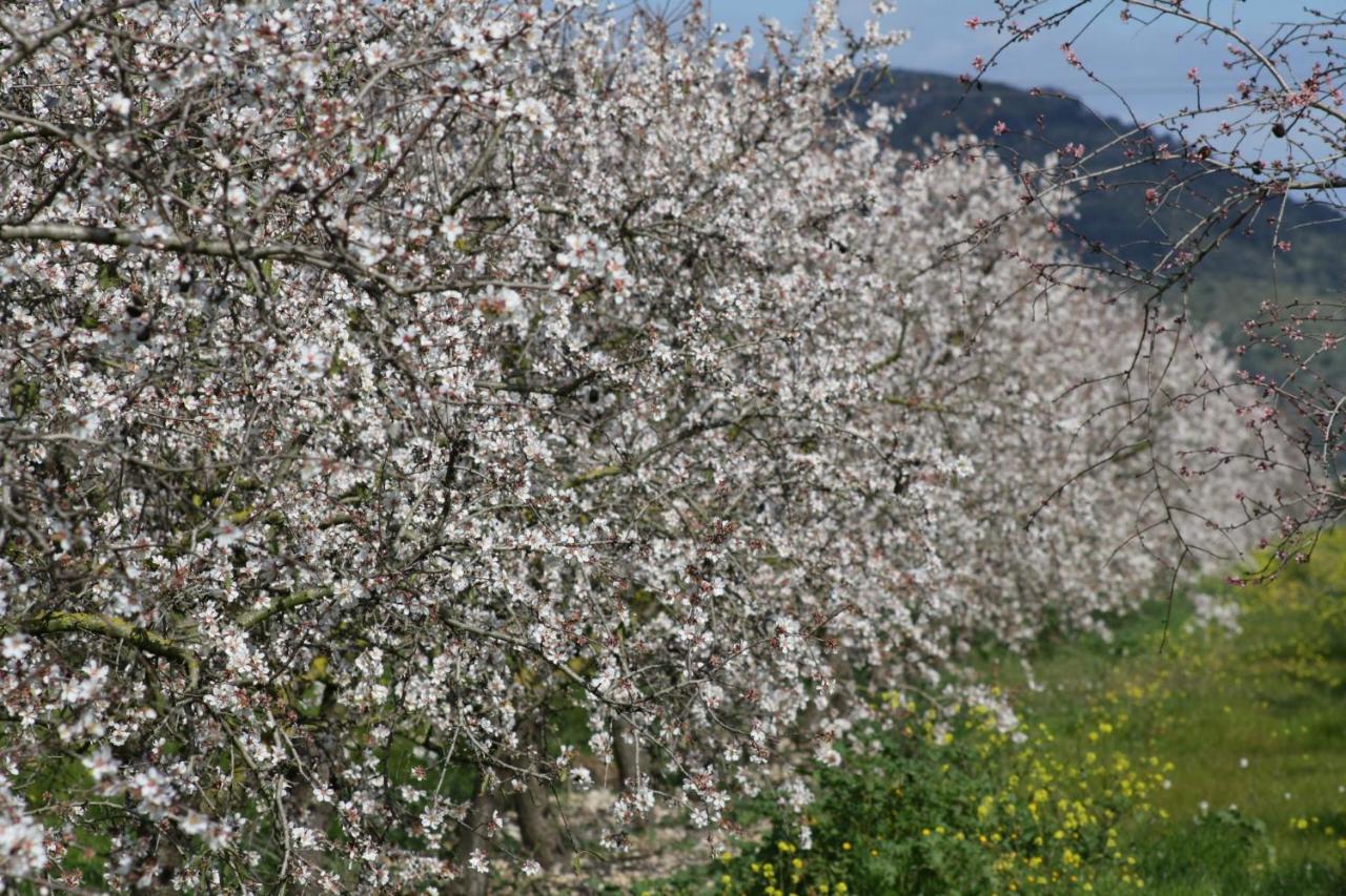 184 Finca Estret Etv3644 By Mallorca Charme Santa Margalida Exteriör bild